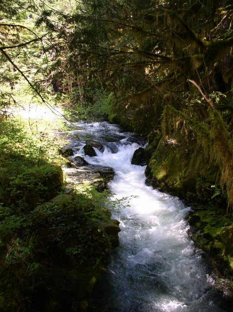 5.29.06 Siouxon Creek 028 